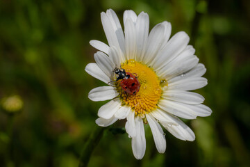 Fototapeta premium Insekten
