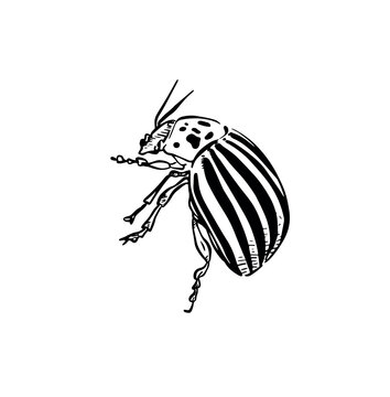 A pretty striped bug, drawn by hand in black line.
