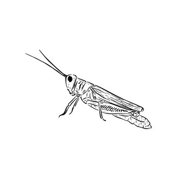 Hand drawn side profile grass hopper, a garden bug that jumps!