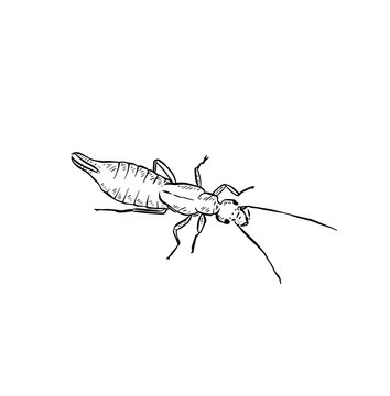 Hand drawn earwig illustration, line drawn in black.
