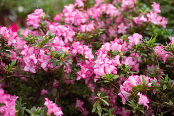 Fototapeta premium Delicate white-pink azaleas blooming in a botanical garden in spring. Background