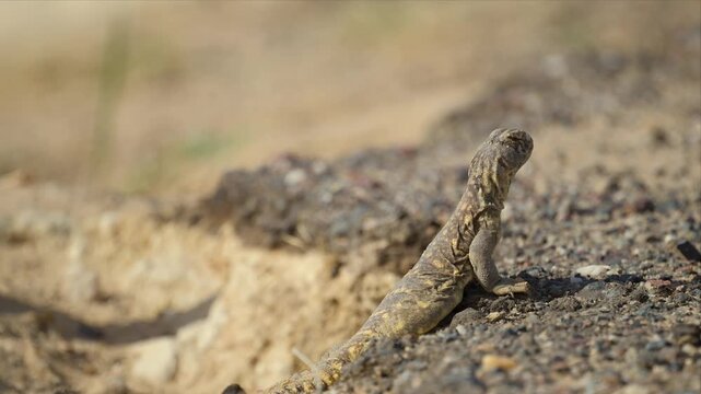 Video of a Spiny-Tailed Lizard with its baby in its natural desert habitat,Lizard is laying on the ground in the desert and looking alert.