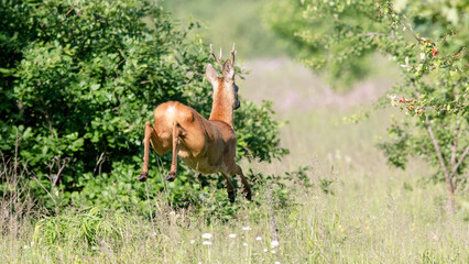 deer in the grass © lazalnik