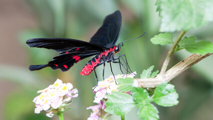 butterfly on a flower © lazalnik