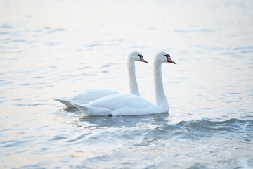 Fototapeta premium swans birds and seagulls in Black sea at Varna - BG
