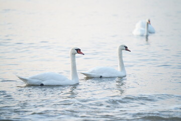 Fototapeta premium swans birds and seagulls in Black sea at Varna - BG