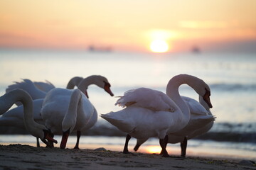 swans birds and seagulls in Black sea at Varna - BG © Miralem