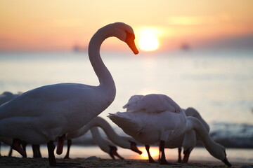 swans birds and seagulls in Black sea at Varna - BG © Miralem