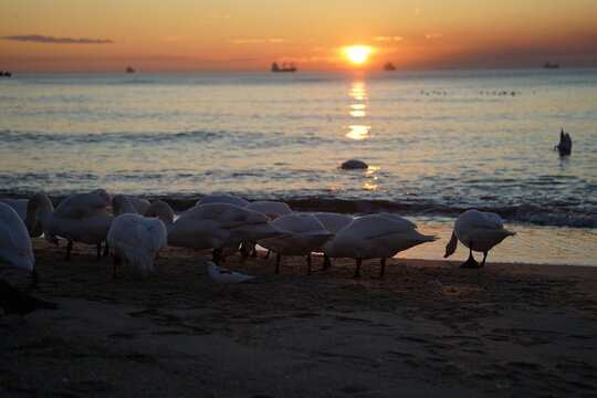swans birds and seagulls in Black sea at Varna - BG