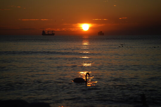 swans birds and seagulls in Black sea at Varna - BG