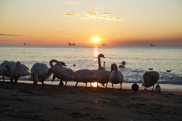 swans birds and seagulls in Black sea at Varna - BG © Miralem