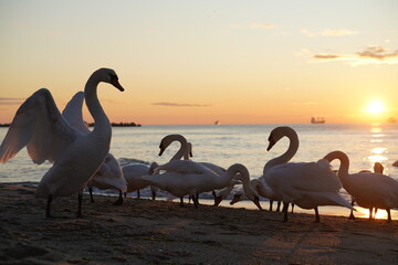 swans birds and seagulls in Black sea at Varna - BG © Miralem