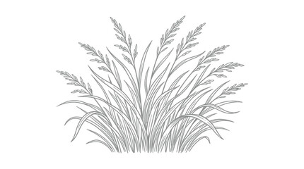 Fototapeta premium Delicate Line Art Illustration of Tall Grasses and Seed Heads