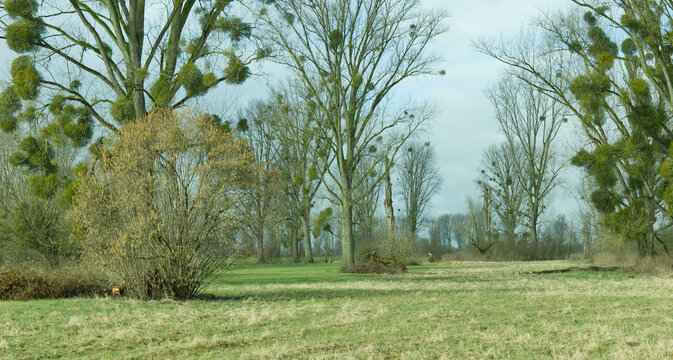 die Auenlandschaft mit Wiesen und kahlen Pappeln mit zahlreichen gr&uuml;nen Misteln (Viscum album) im fr&uuml;hen Fr&uuml;hling