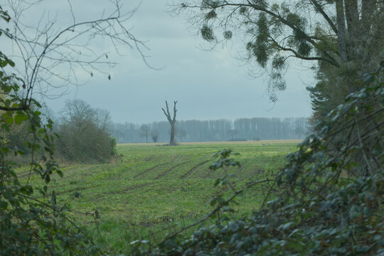 Einsamer, toter und kahler Baum auf einem Feld im Fr&uuml;hjahr