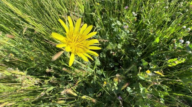High angle shot of a meadow salsify (Tragopogon pratensis) flower blooming and swaying in a green grass field. Beautiful wild yellow salsify wildflower footage for natural summer videos.