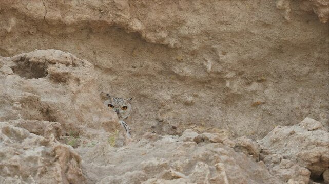 Video of Pharaoh Eagle-Owl peeks from sandy terrain , desert rock and looking with alert. Curious eyes gaze from behind dunes. Tucked into desert landscape, owl appears alert.Ideal for nature wildlife