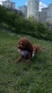 Hot small dog walking with tongue out breathing hard and lying down on summer grass