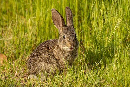 junges Wildkaninchen