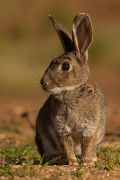 Wildkaninchen
