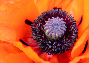 Mak wschodni - Papaver orientale L © tom