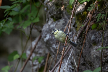 Jeune mésange bleue © Laurent
