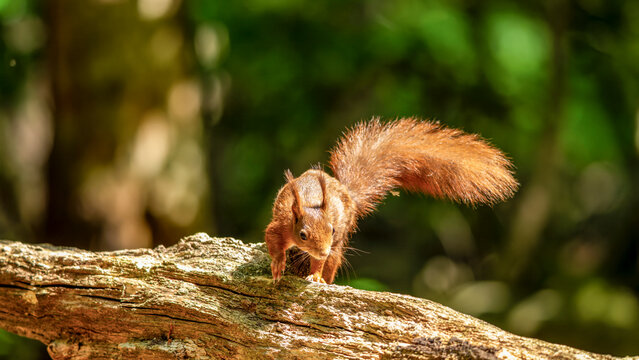 ein Eichh&ouml;rnchen auf Futtersuche im Wald