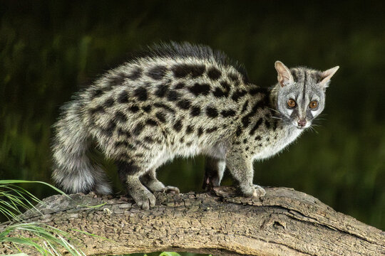 Ginsterkatze