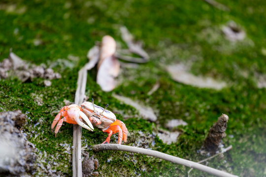 Fiddler Crab (Calling Crab) in Hong Kong