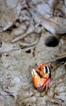Fiddler Crab (Calling Crab) in Hong Kong