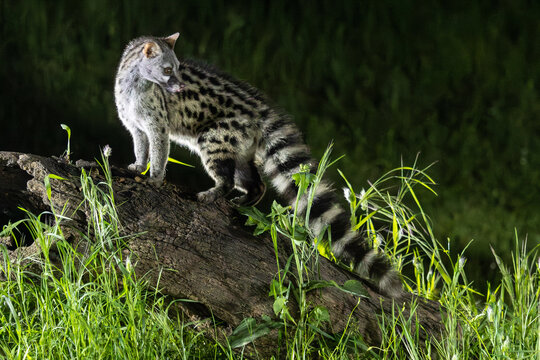 Ginsterkatze auf n&auml;chtlichem Streifzug