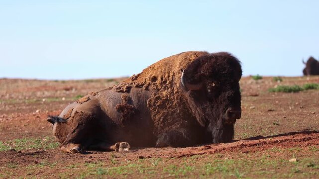 Large wild bison resting on bare ground with a calf tucked close on the open prairie