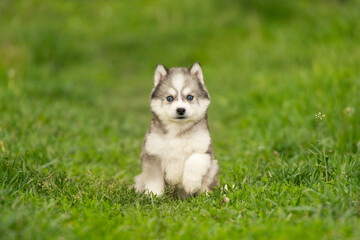 A cute little husky puppy with striking blue eyes sits alone on a green lawn. The fluffy purebred dog looks directly into the camera © Alina Ziabrieva