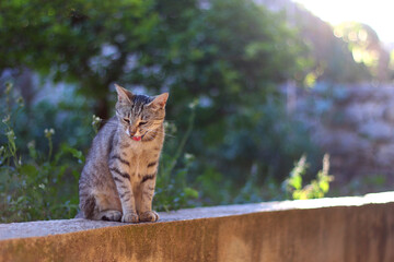 Obraz premium Cute cat in a Mediterranean garden. Selective focus.