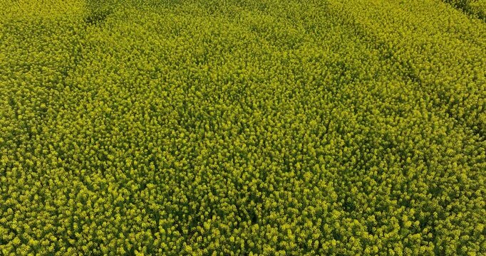 Aeria view of cole flower filed in China
