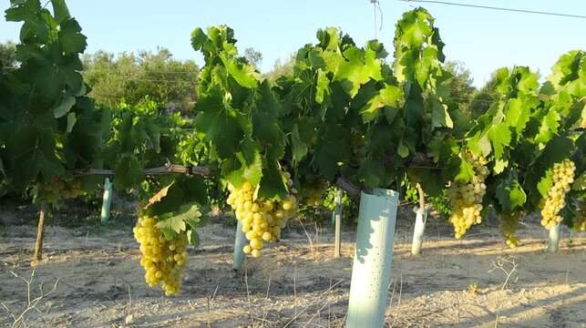 Ripe bunches of white grapes hanging on a vine in a sunny vineyard. Beautiful green rows of grapevines under a blue sky, agriculture and winemaking harvest concept.