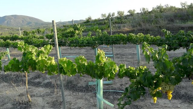 Scenic landscape of a green vineyard with rows of grapevines under a sunny blue sky. Beautiful winemaking region valley with olive trees and mountains in the background, agriculture concept.