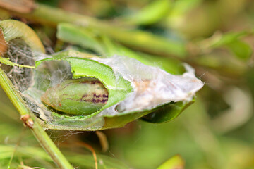Box tree moth caterpillars on the box tree  defoliation is likely © TwilightArtPictures