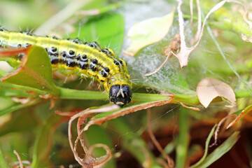 Box tree moth caterpillars on the box tree  defoliation is likely © TwilightArtPictures