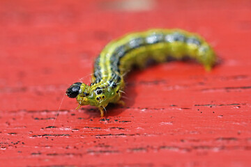 Box tree moth caterpillars on the box tree  defoliation is likely © TwilightArtPictures