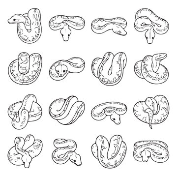 Ball Python illustrations in various coiled poses against a clean white background for educational or design use