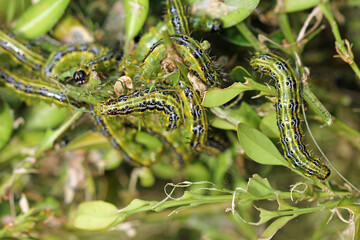 Box tree moth caterpillars on the box tree  defoliation is likely © TwilightArtPictures