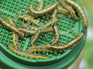 Box tree moth caterpillars on the box tree  defoliation is likely © TwilightArtPictures
