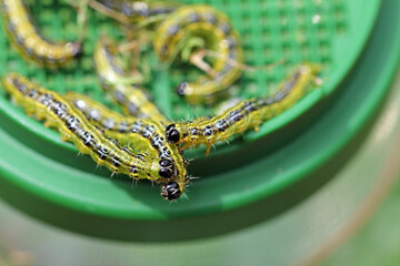 Box tree moth caterpillars on the box tree  defoliation is likely © TwilightArtPictures