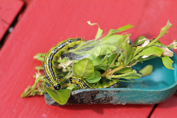 Box tree moth caterpillars on the box tree  defoliation is likely © TwilightArtPictures