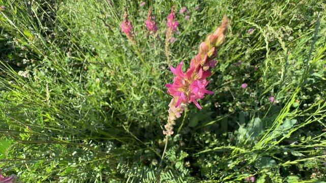 Close-up of a common sainfoin (Onobrychis viciifolia) flower with pink petals swaying gently in a green meadow field. Beautiful wild holy clover foliage footage for natural summer videos.
