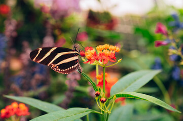 Fototapeta premium A zebra longwing butterfly with black wings and narrow yellow stripes perched on a cluster of bright orange milkweed flowers. Soft natural light illuminates
