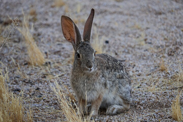 Obraz premium Desert Cottontail Rabbit Sitting on Arid Ground in Joshua Tree California