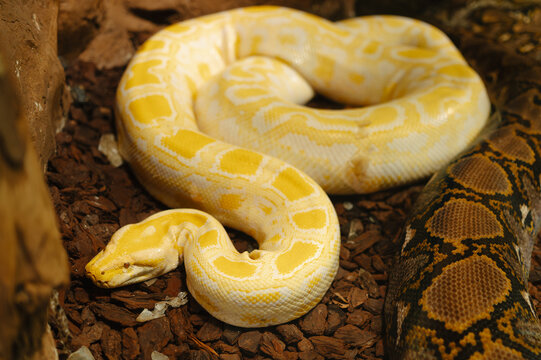Close-up of a coiled albino ball python with yellow and white patterned scales lying on brown wood bark substrate next to a darker patterned snake. Warm, even