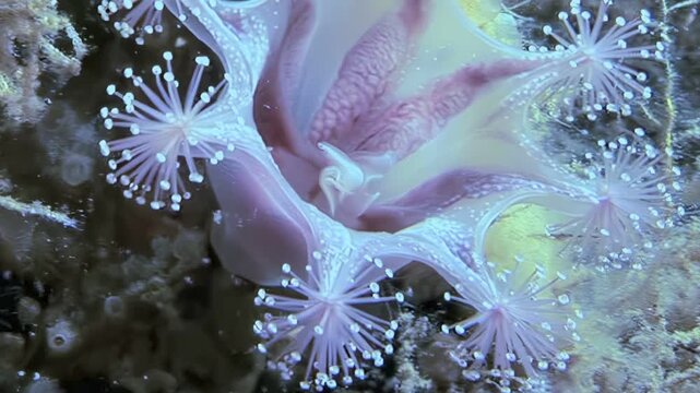 Observe lucernaria quadricornis, also known as stalked jellyfish, thriving in their natural habitat. Captured in the cold depths of the Arctic Ocean, this delicate species showcases its beauty.